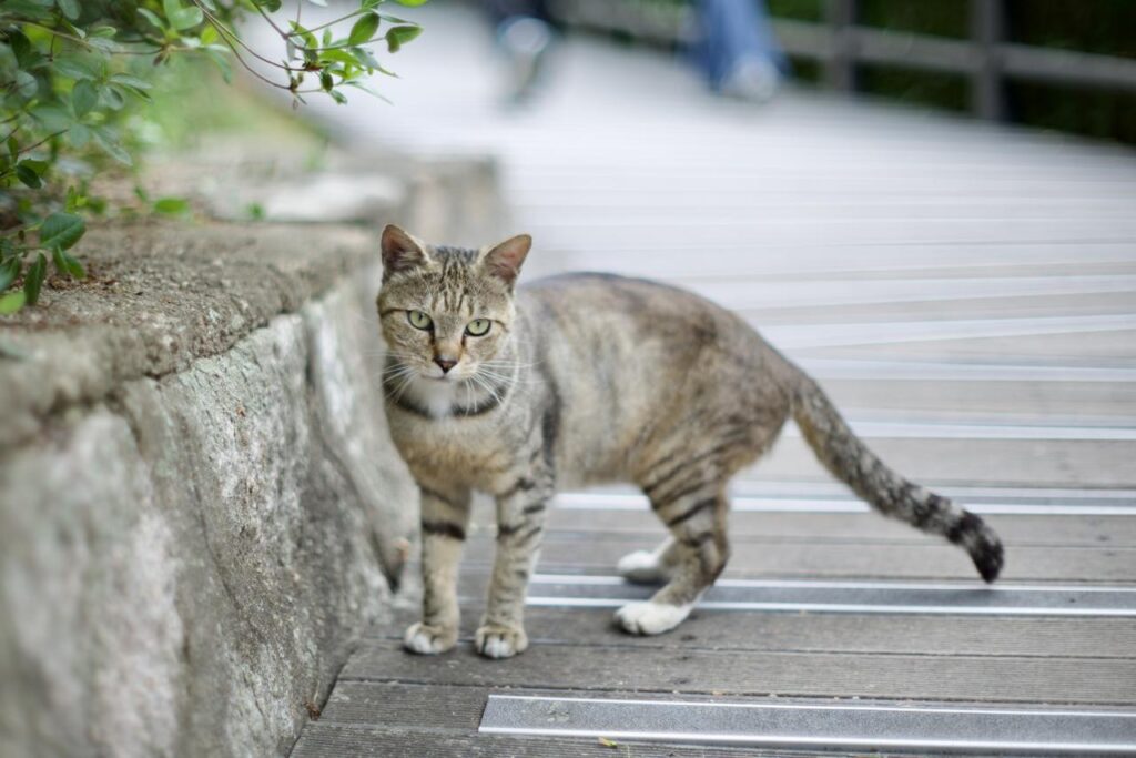 A stray cat photographed with a Nikon D610 and Nikkor 55mm F1.2 AI lens, showing accurate manual focus on the cat's eyes.