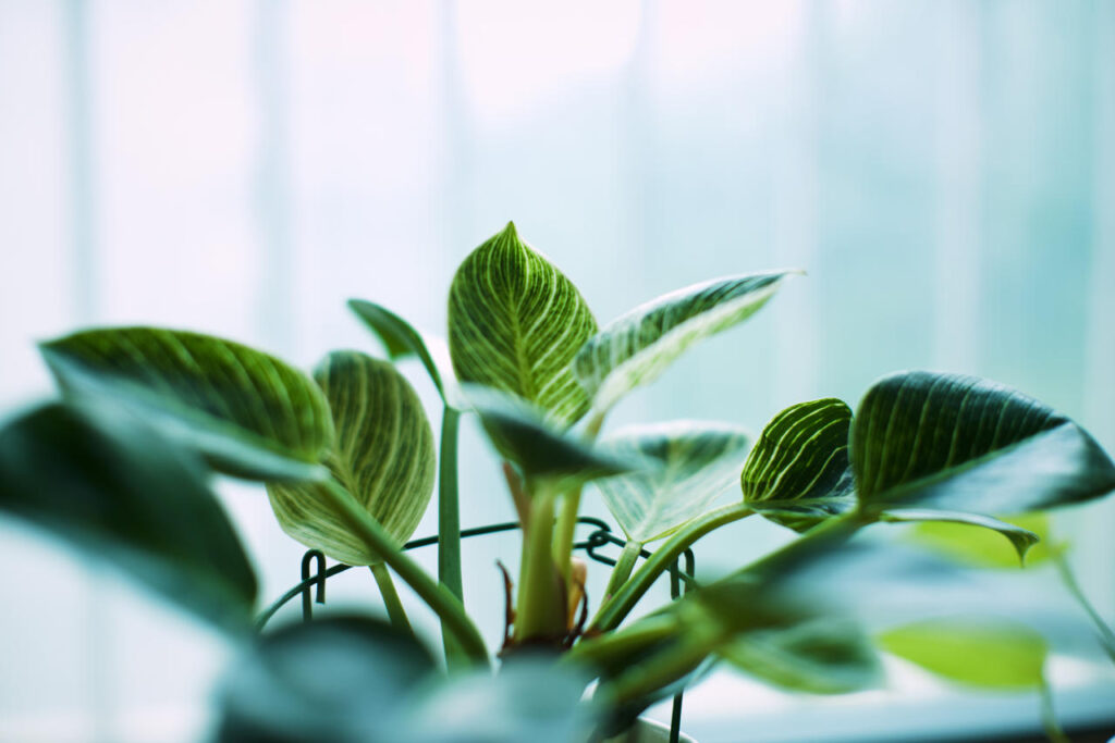Indoor photograph of a houseplant taken with a Nikon D610 and Nikkor 55mm F1.2 AI, with sharp focus on the center leaf and softly blurred foreground leaves.